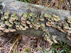 Stereum subtomentosum