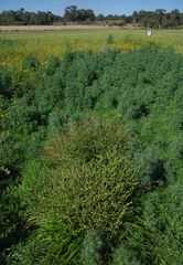 Lupinus angustifolius