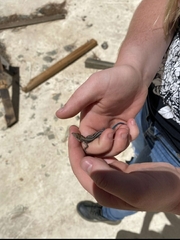 Aspidoscelis hyperythrus