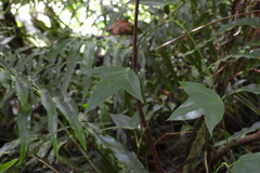 Passiflora suberosa