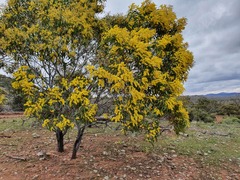 Acacia pycnantha