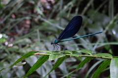 Matrona cyanoptera