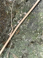 Anoplolepis gracilipes