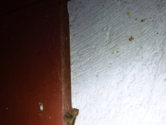 Ponometia erastrioides