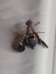 Delphinia picta
