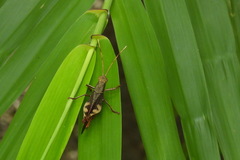 Acrididae