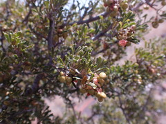 Searsia burchellii