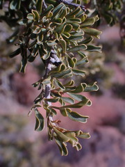 Searsia burchellii