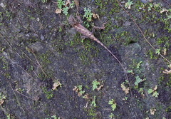 Diploderma swinhonis