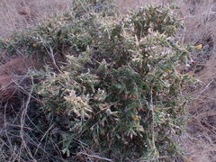 Melolobium microphyllum