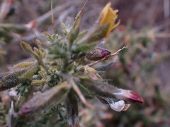 Melolobium microphyllum