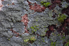 Lecanoromycetes