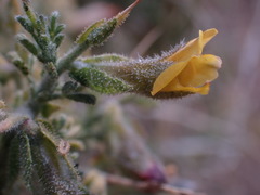 Melolobium microphyllum