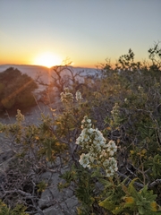 Chamaebatiaria millefolium