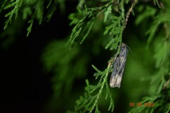 Agrotis ipsilon