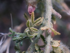 Melolobium microphyllum