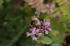 Volucella pellucens