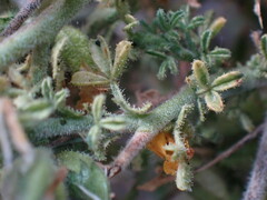 Melolobium microphyllum