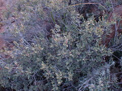 Euclea crispa ovata