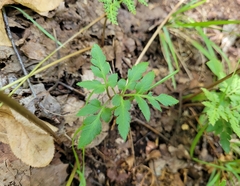 Sceptridium dissectum