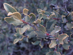 Euclea crispa ovata