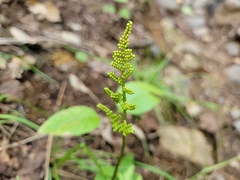 Sceptridium dissectum