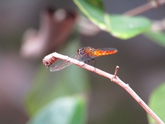 Aethriamanta brevipennis