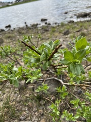 Salix sitchensis