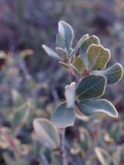Euclea crispa ovata