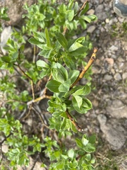 Salix sitchensis