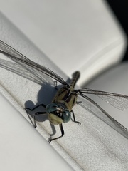 Ophiogomphus severus