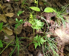 Sceptridium dissectum