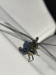 Ophiogomphus severus