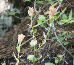 Castilleja miniata