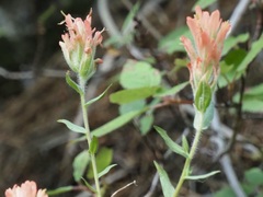 Castilleja miniata