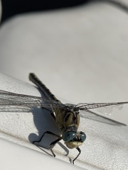 Ophiogomphus severus