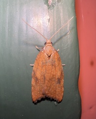 Acleris rhombana