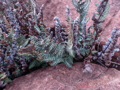 Cheilanthes eckloniana