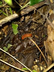 Myriapoda