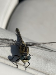 Ophiogomphus severus