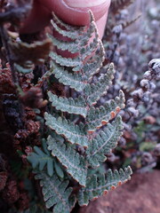 Cheilanthes eckloniana