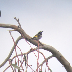 Phylidonyris novaehollandiae