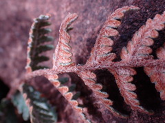 Cheilanthes eckloniana