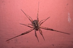Paroligolophus agrestis