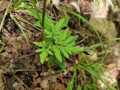 Sceptridium dissectum