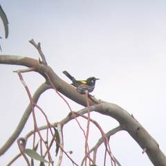 Phylidonyris novaehollandiae