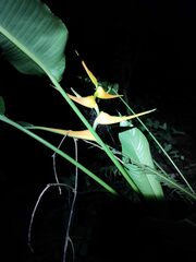 Heliconia