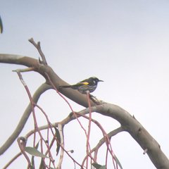 Phylidonyris novaehollandiae