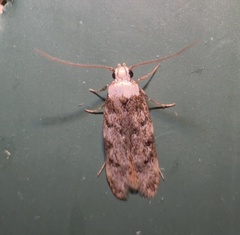 Endrosis sarcitrella