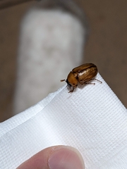 Cyclocephala